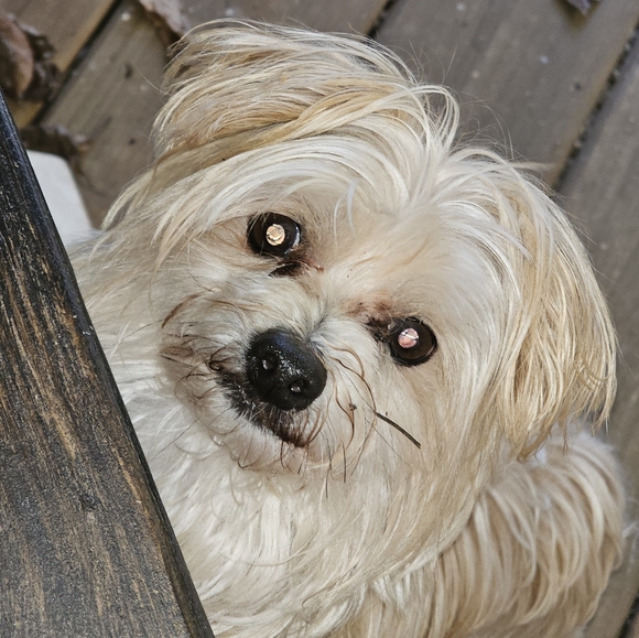 Jodee EVEN listing for shows - Picture 1 of 1